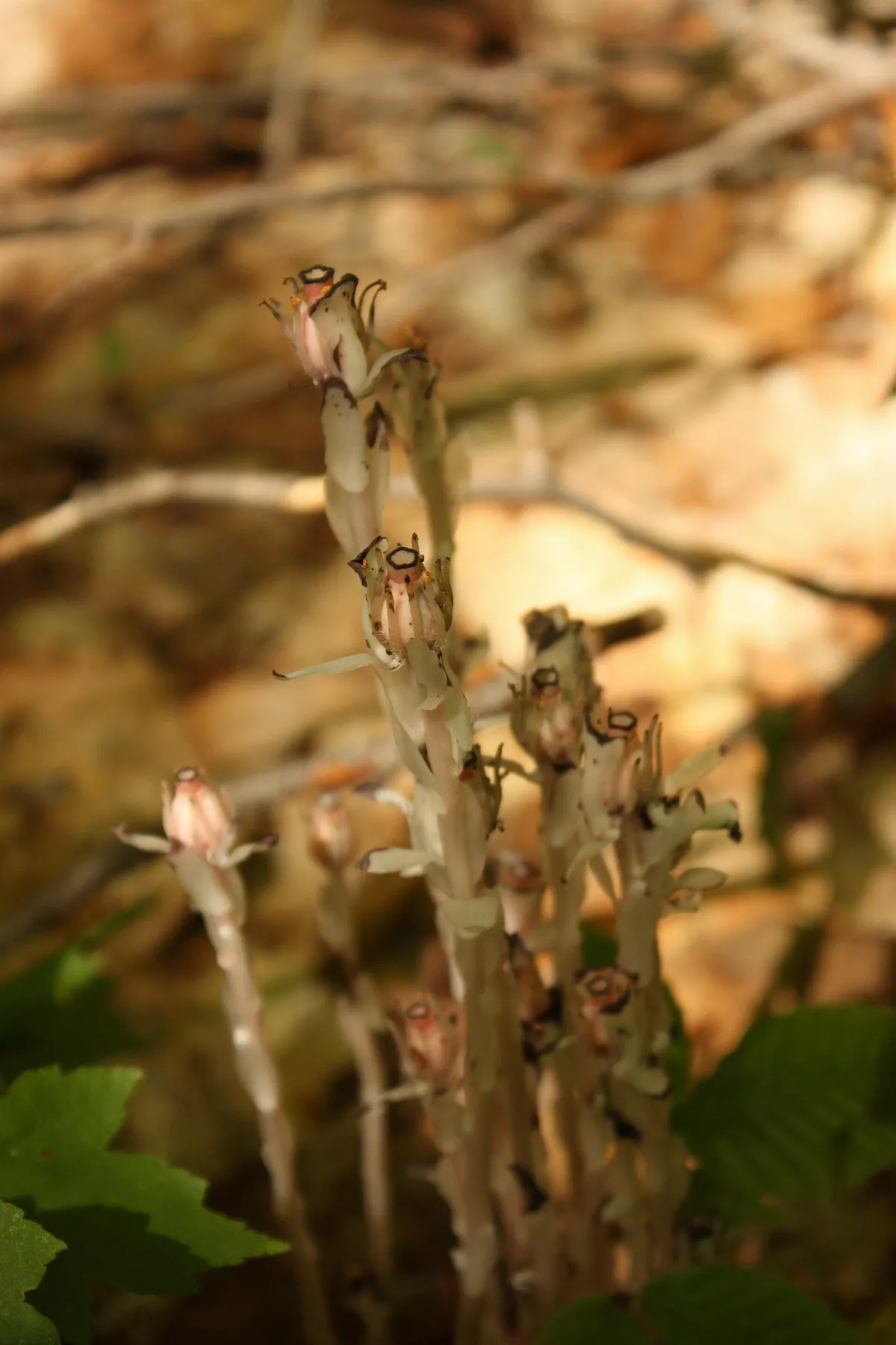 Monotropa uniflora 2283