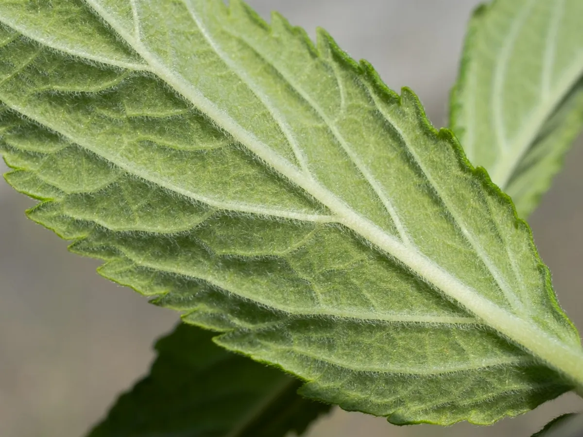 Teucrium canadense var canadense 395877748