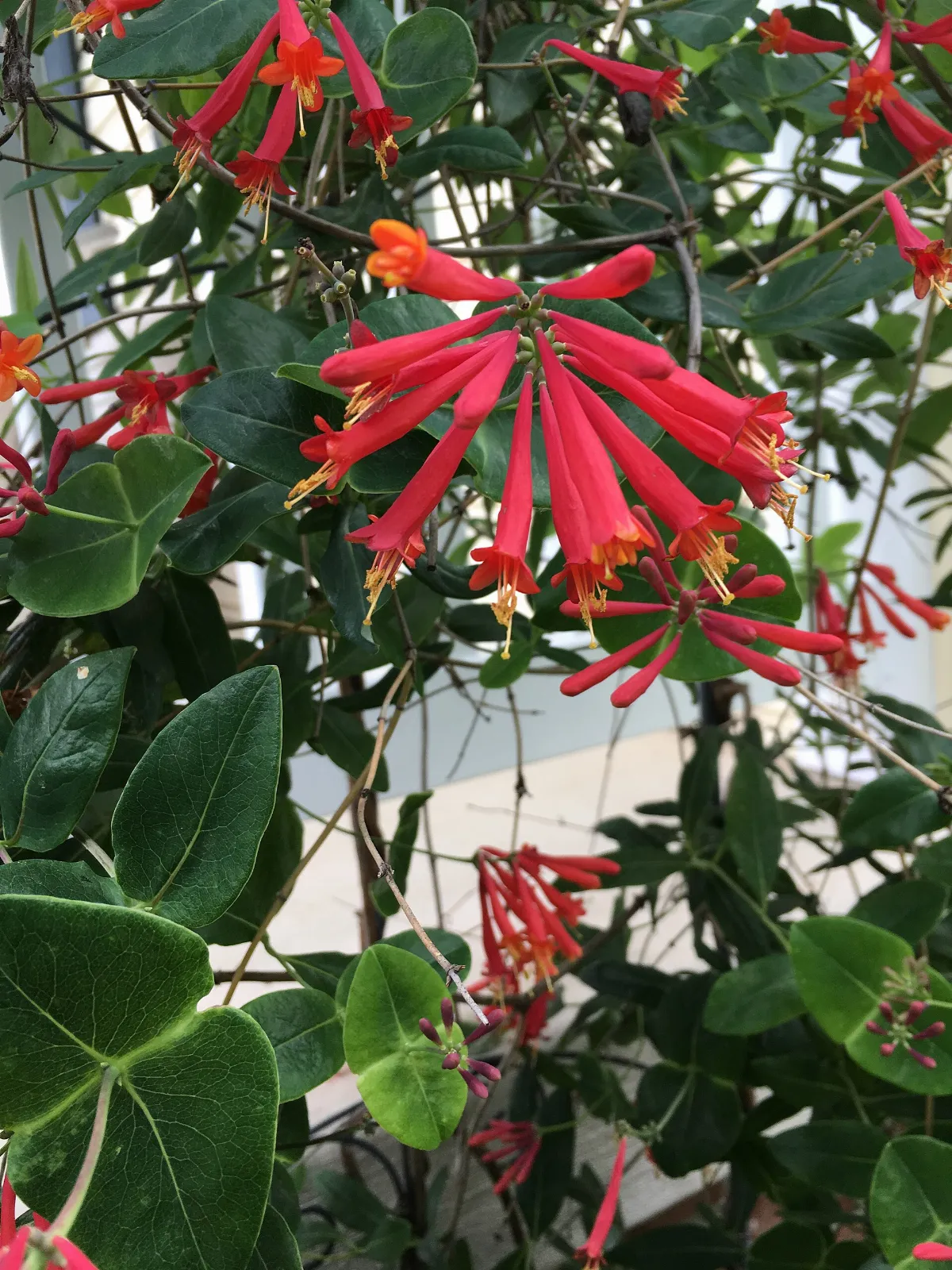 Coral honeysuckle