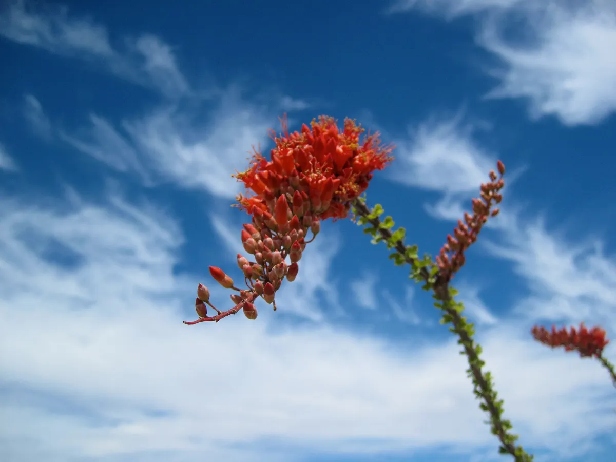 Ocotillo Flower (5612264628)