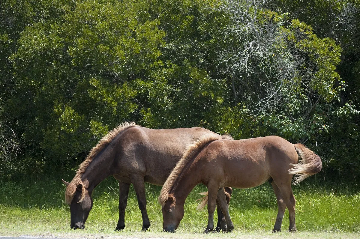 Assateague Island horses August 2009 1