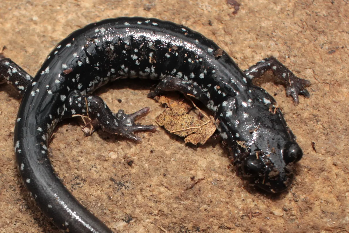 Plethodon cylindraceus 269771890