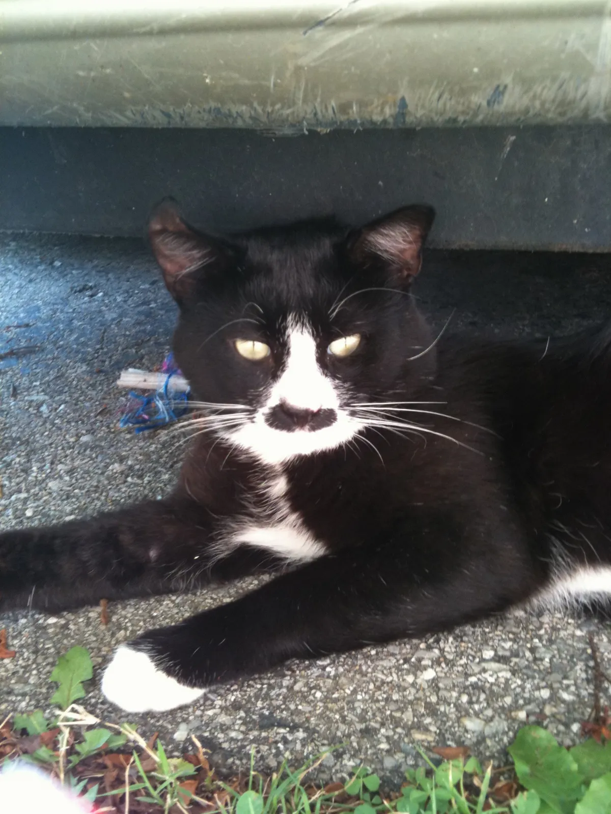Cat under a ledge