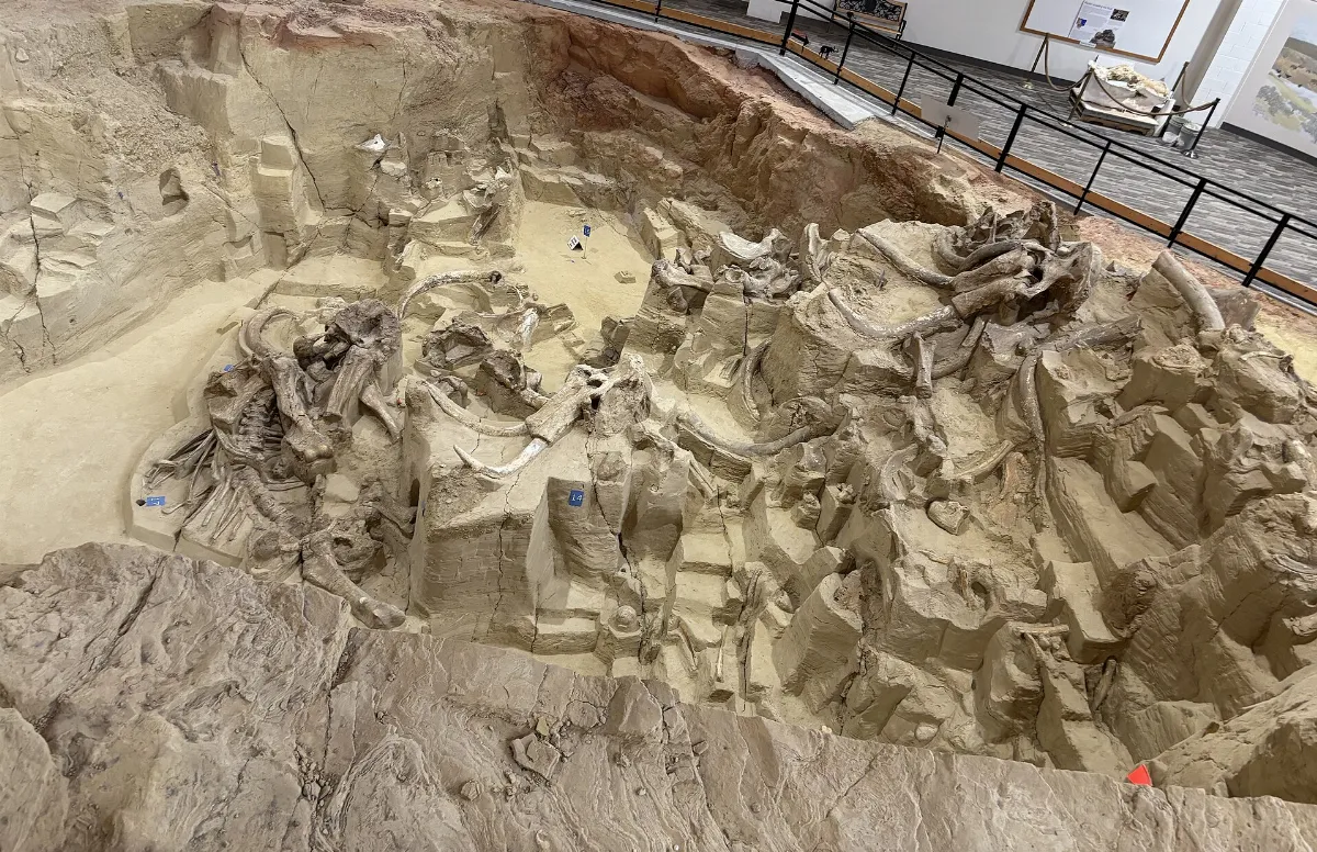 Mammoth Site 2