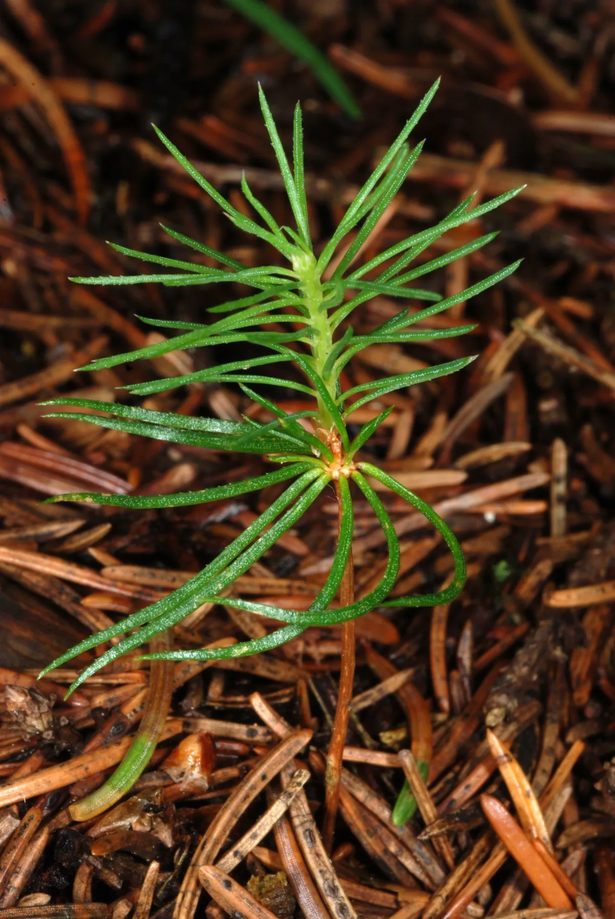 Picea abies seedling