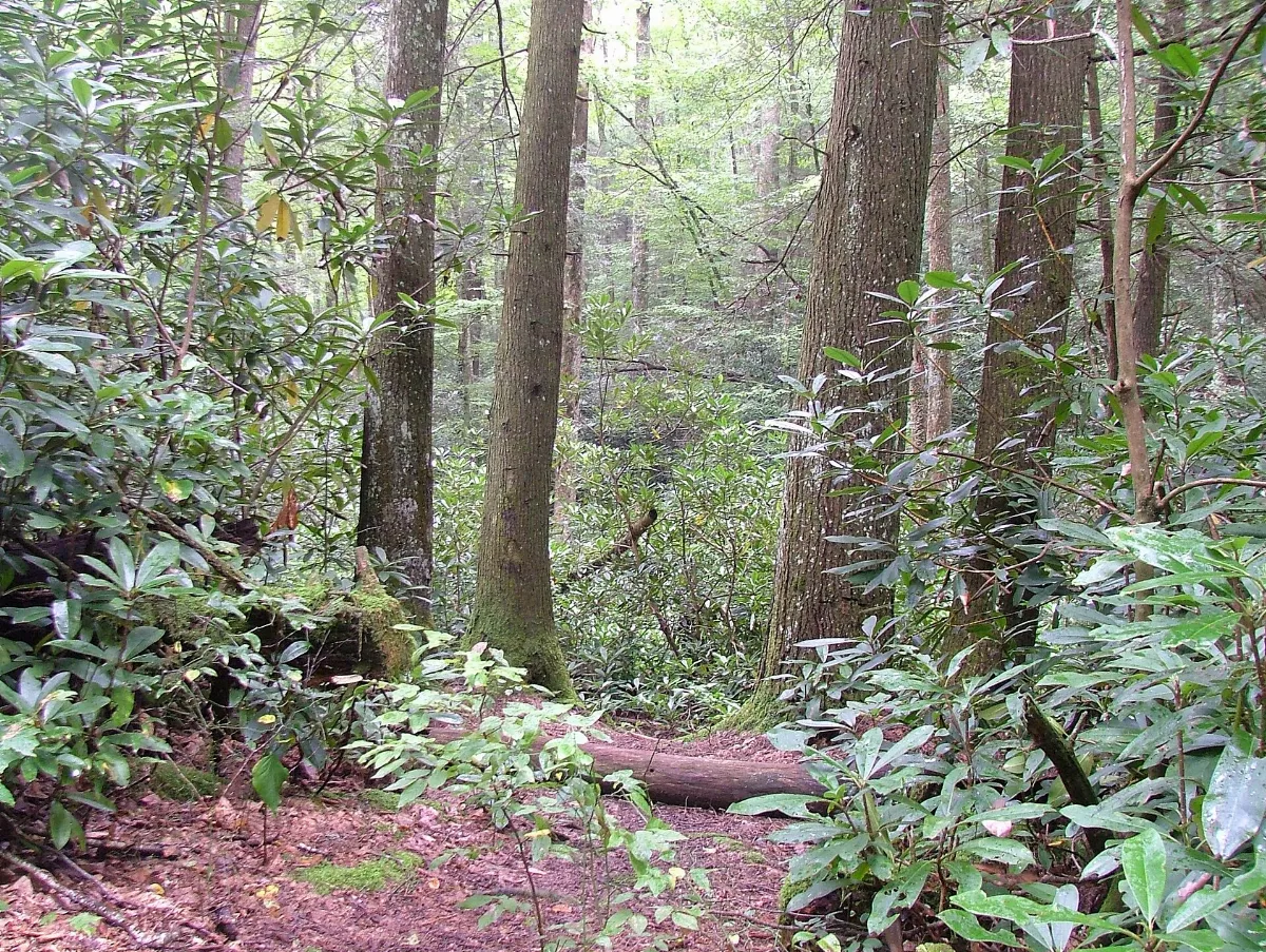 [TBD] The Cherohala Skyway
