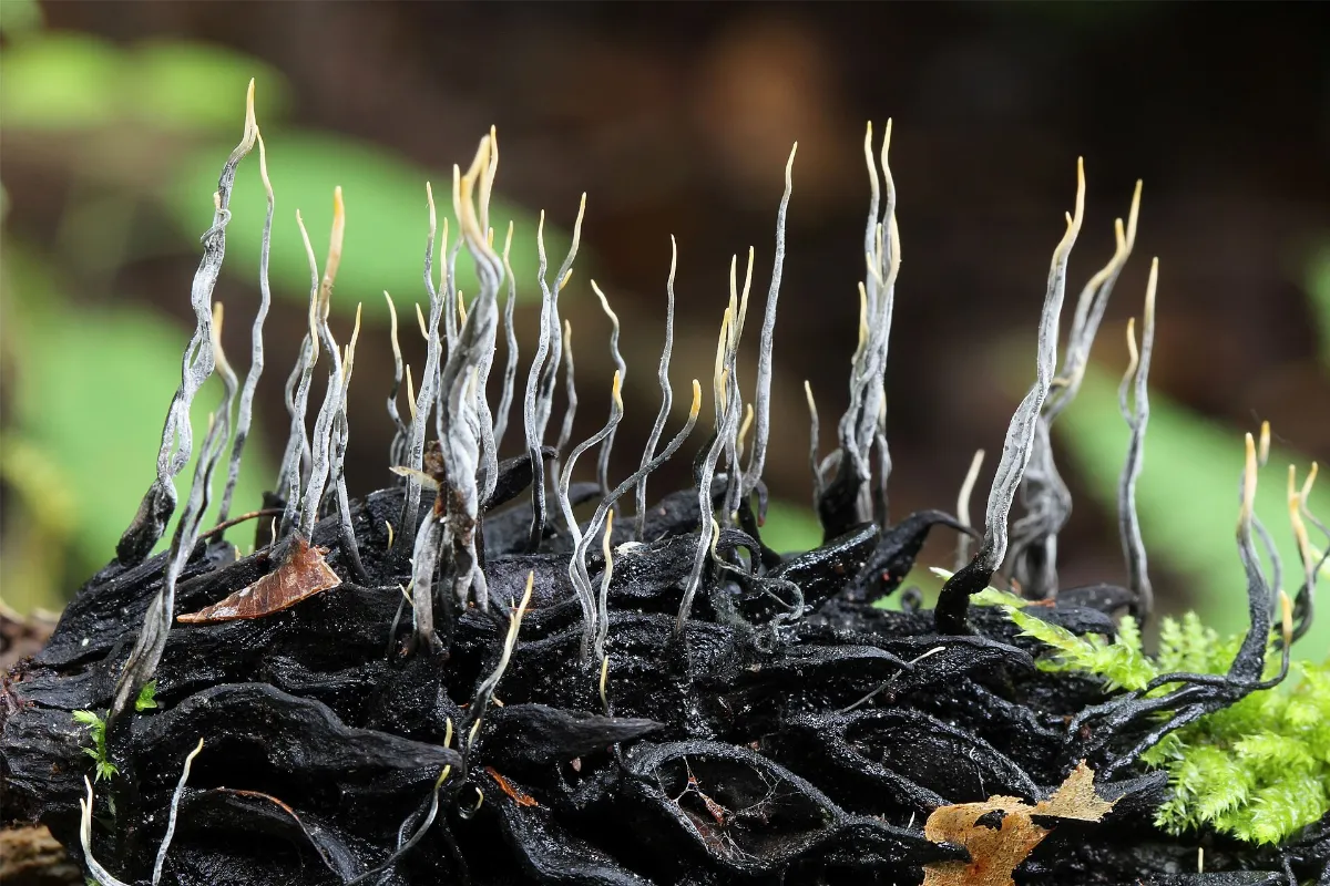 Xylaria magnoliae 335785