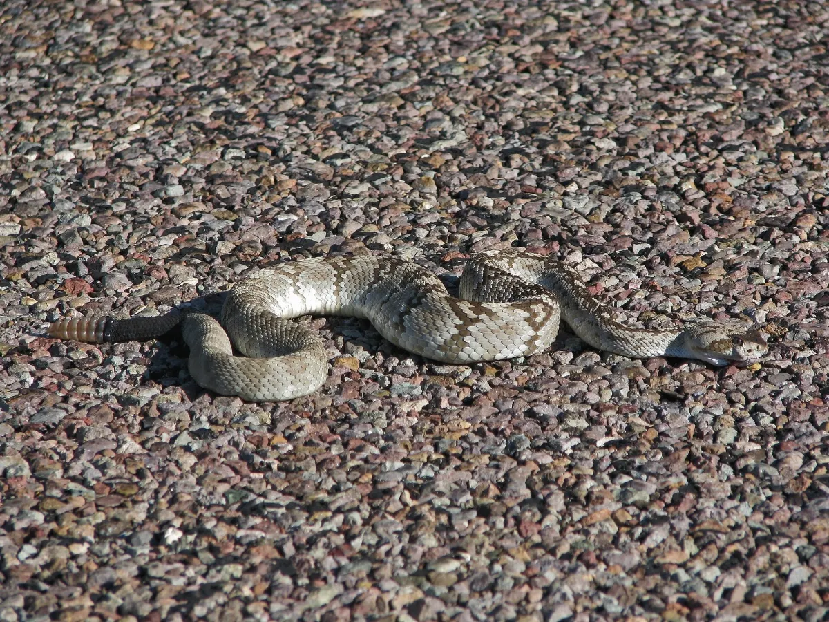 Crotalus ornatus 1953164