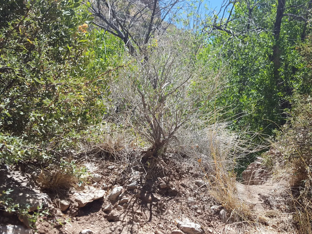 Salvia pinguifolia shrub