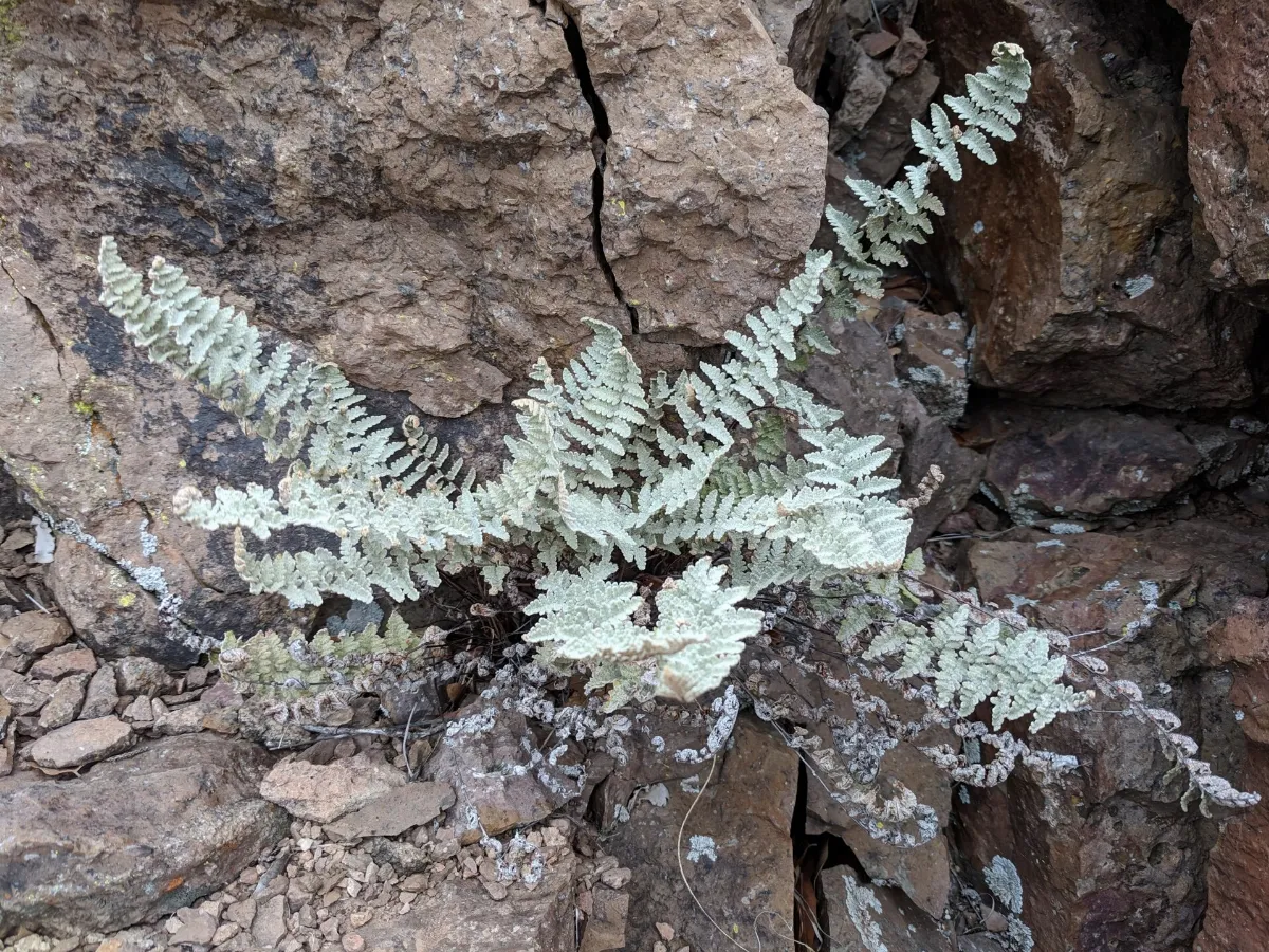 Myriopteris rufa on rock ledge