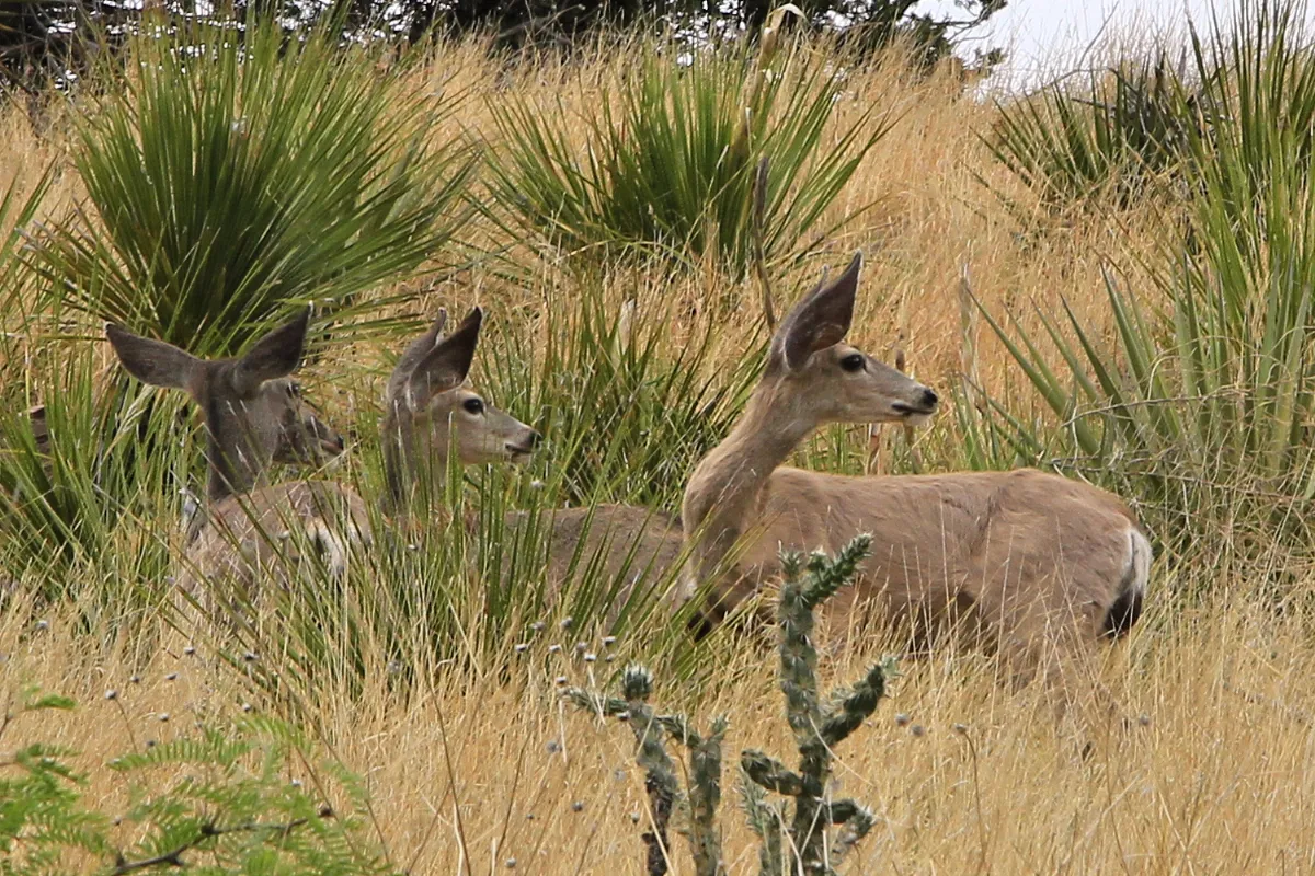 Davis mountain deer