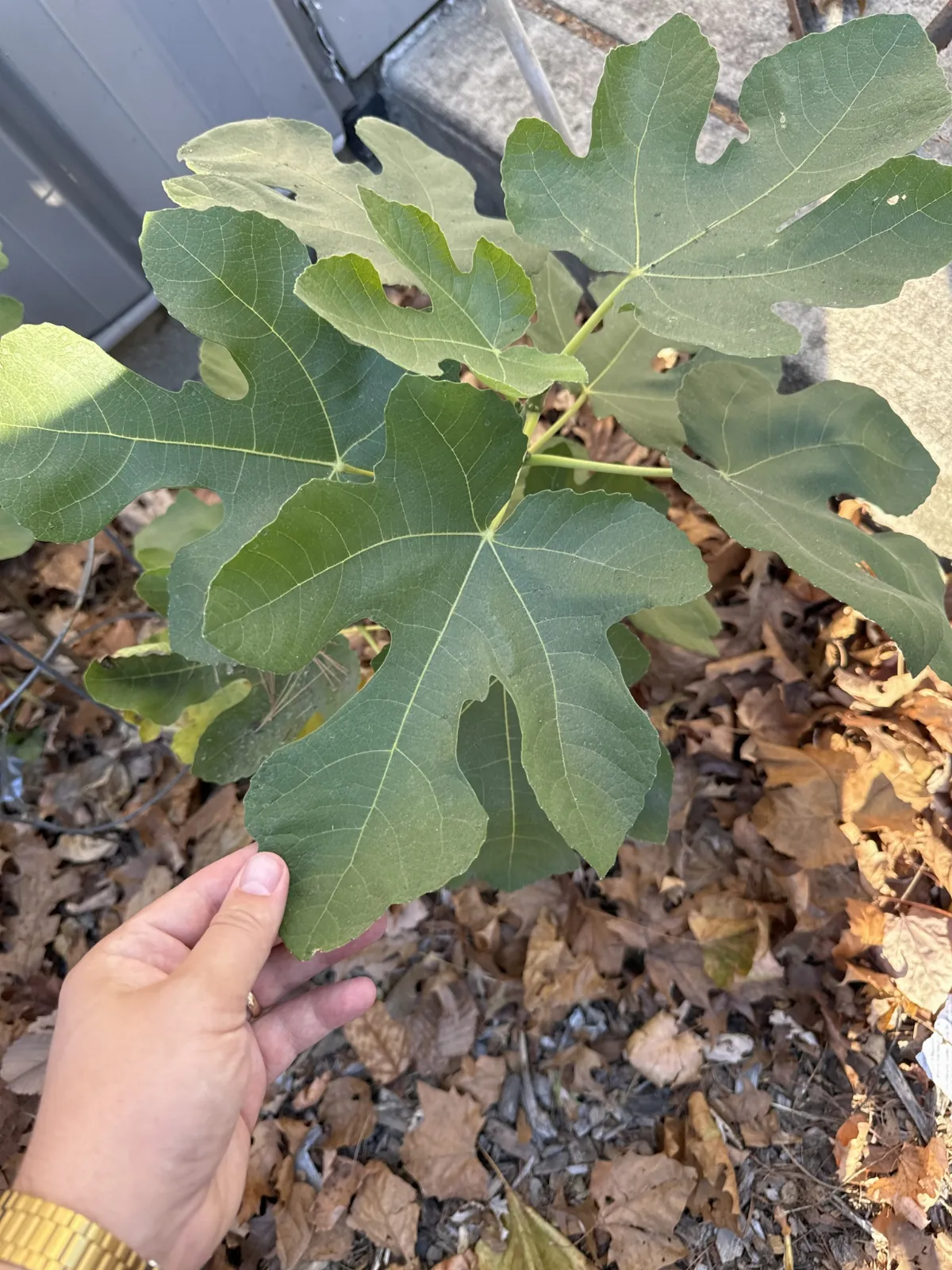 Ficus carica 449159714