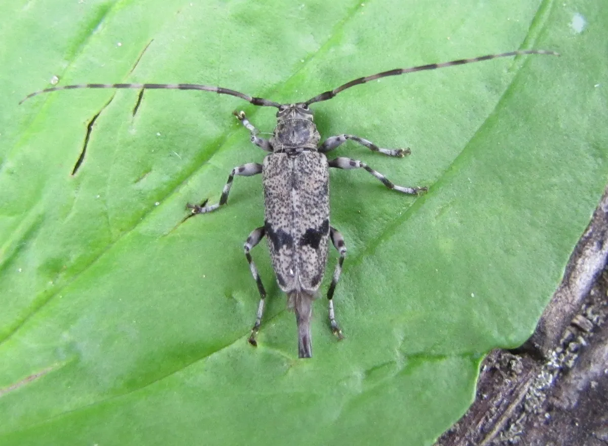 Graphisurus despectus 21029941