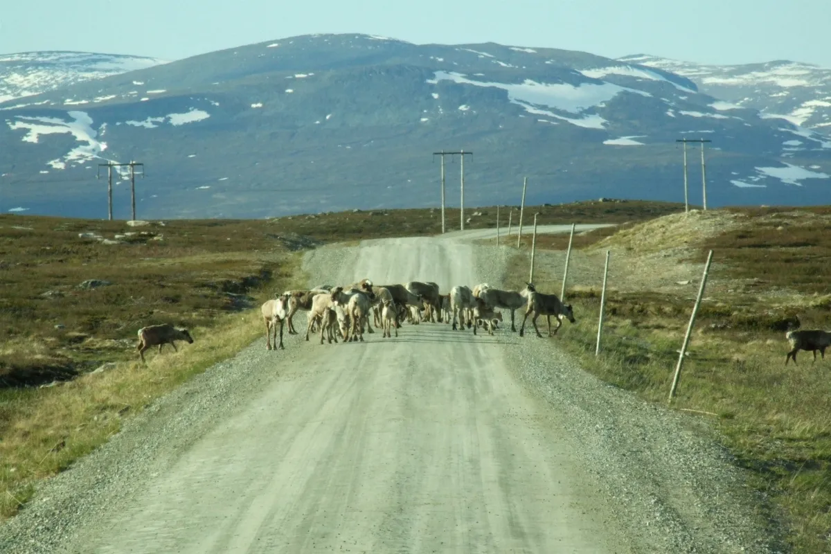 Reindeer on road Z-531 in Berg - panoramio