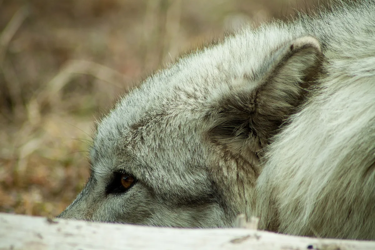 Close up Canis luus