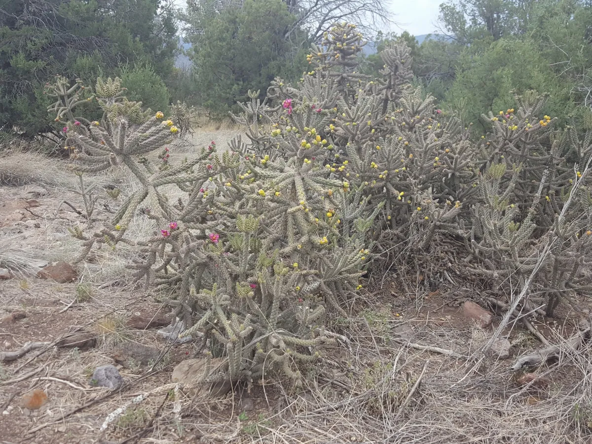 Cylindropuntia imbricata spinosior 8630481
