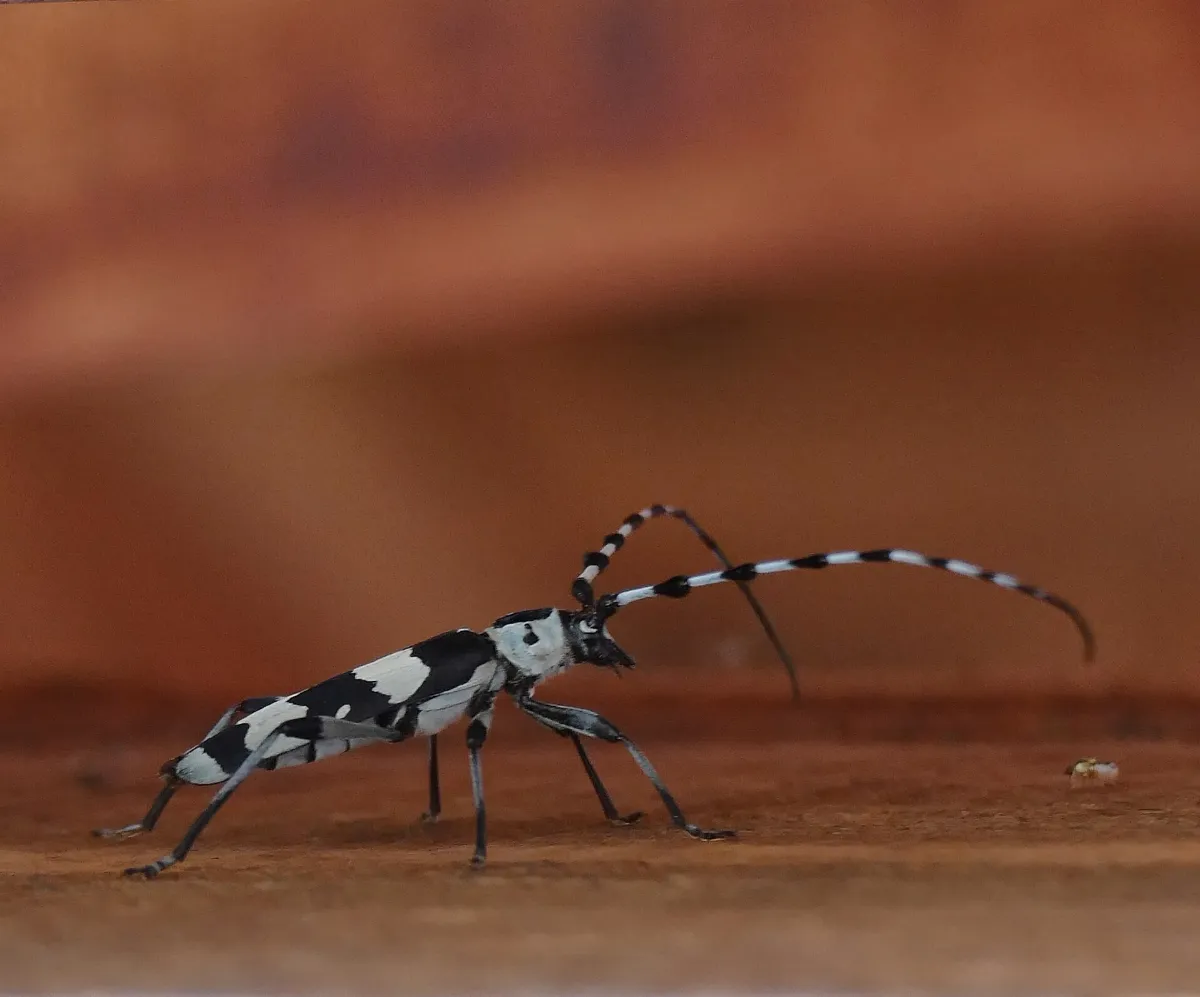 Rosalia funebris 205819351