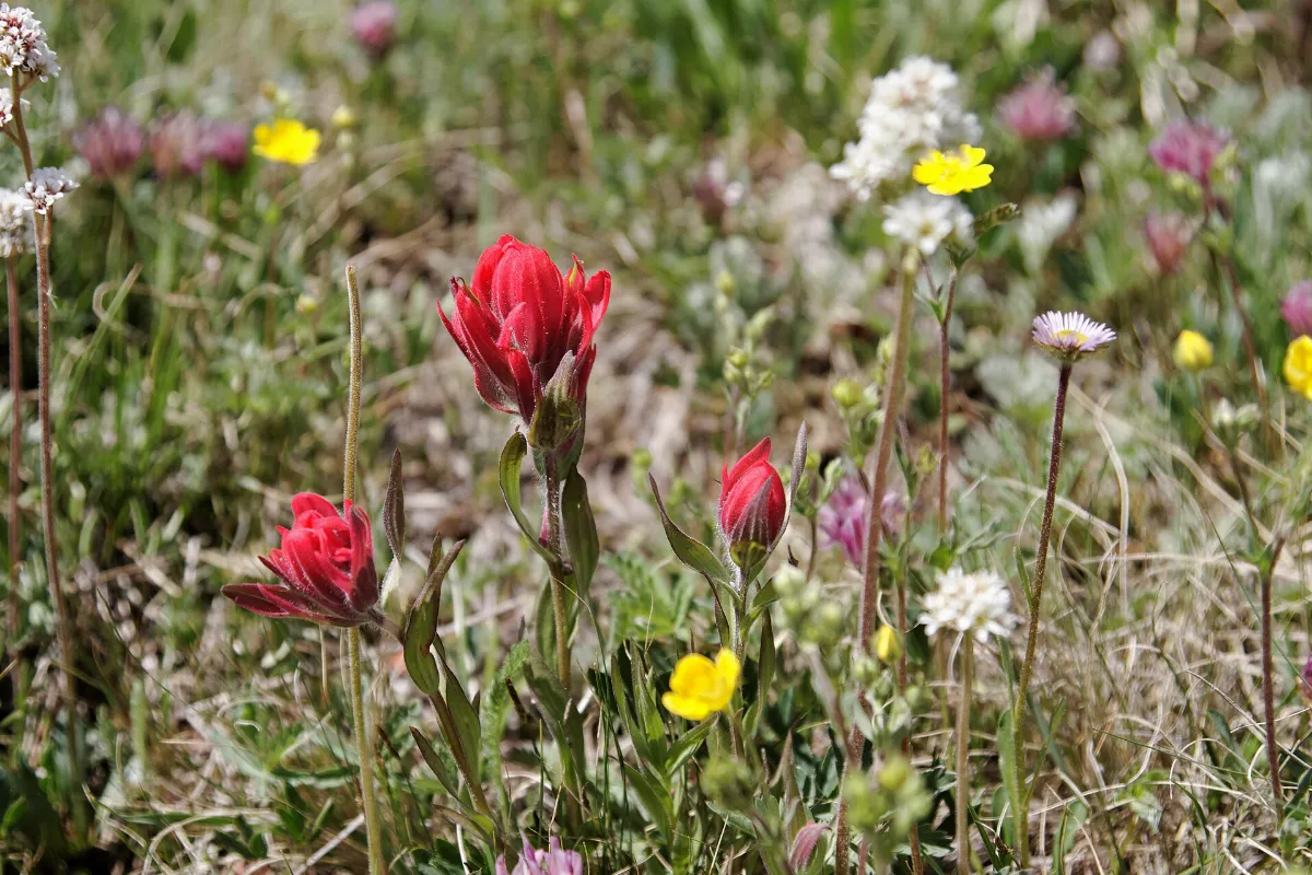 Flowers at Guanella Pass (6128614161)
