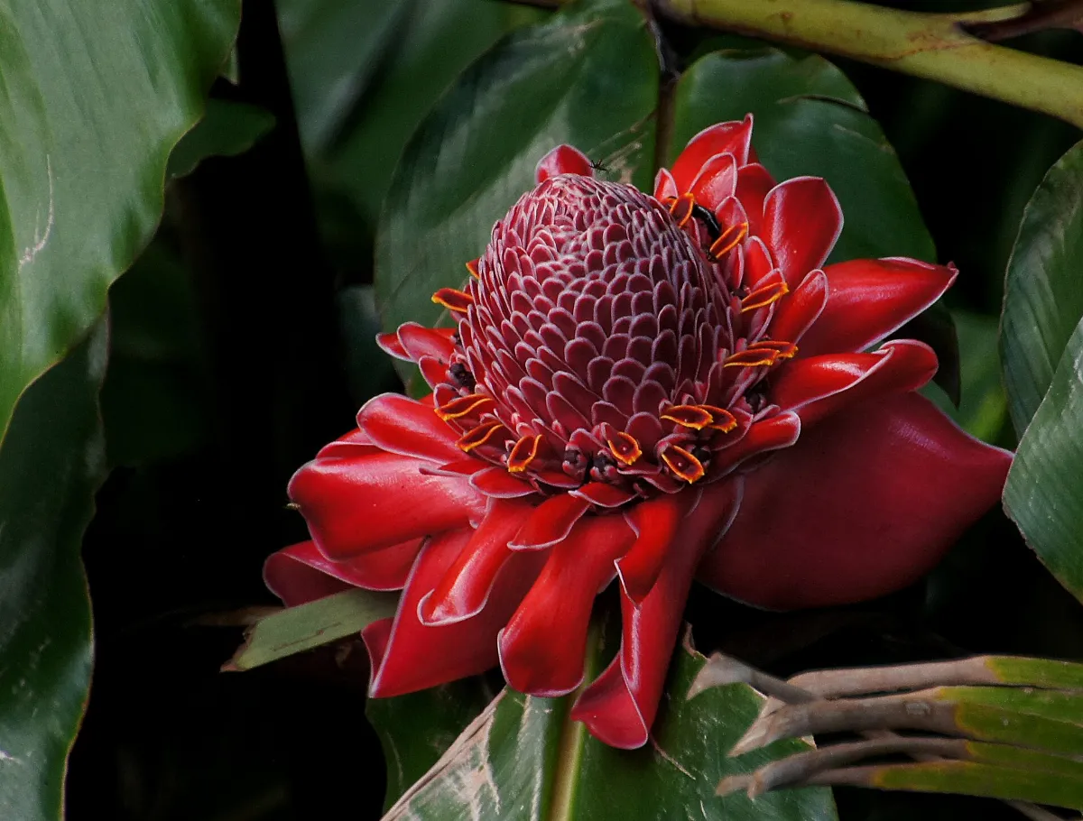 Red torch ginger plant (11110685354)