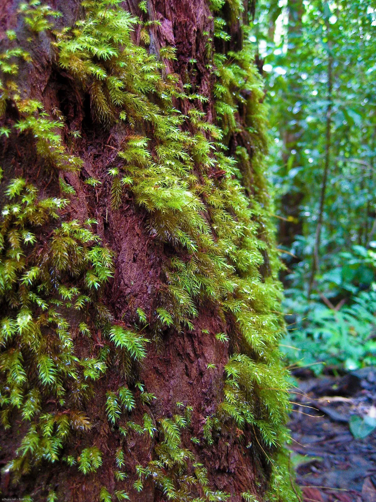 On the Waikamoi jungle trail - panoramio