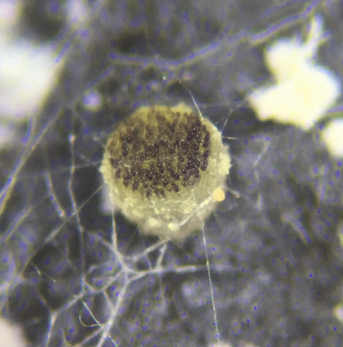 Ascobolus crenulatus 182076056