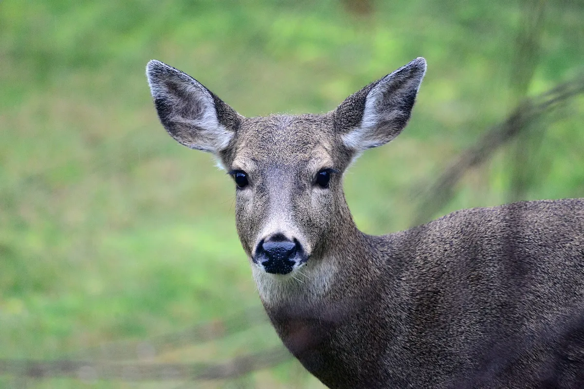 Black Tail Deer