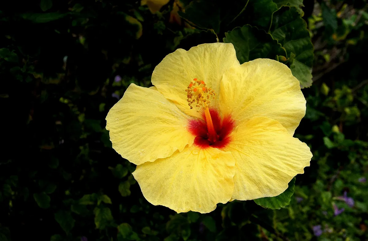 Hibiscus (10991511295)