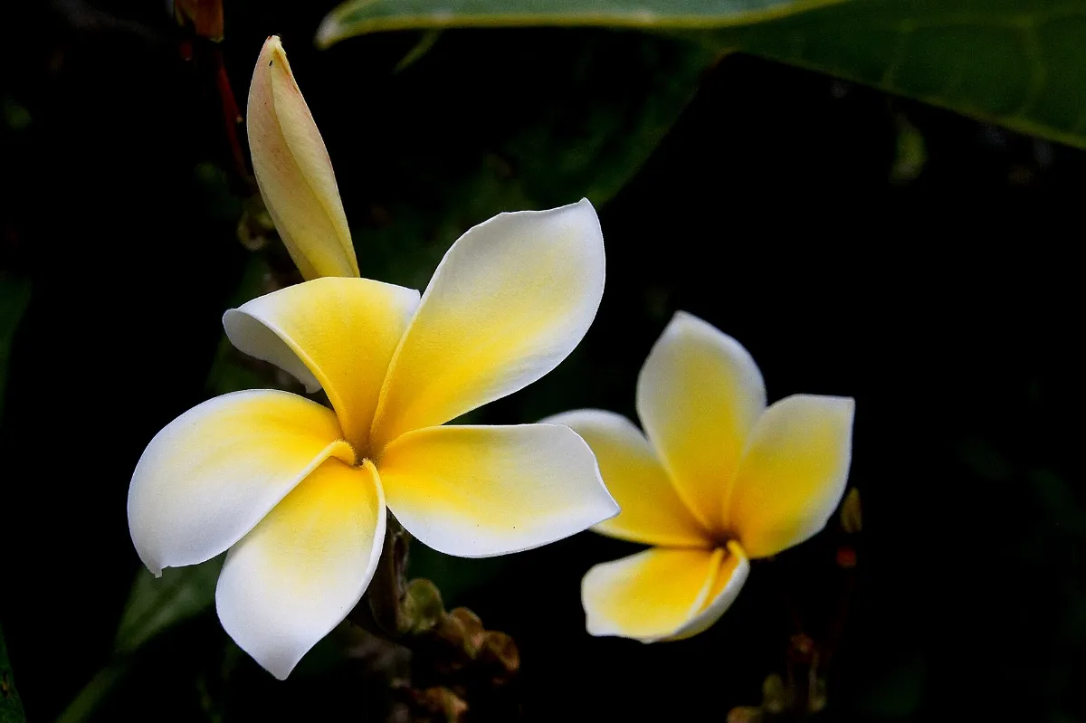 Plumeria (Frangipani) (10880898005)