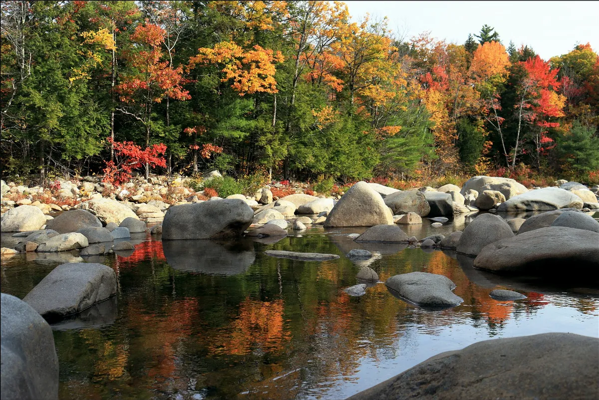 Fall Foliage by Arnab A-2
