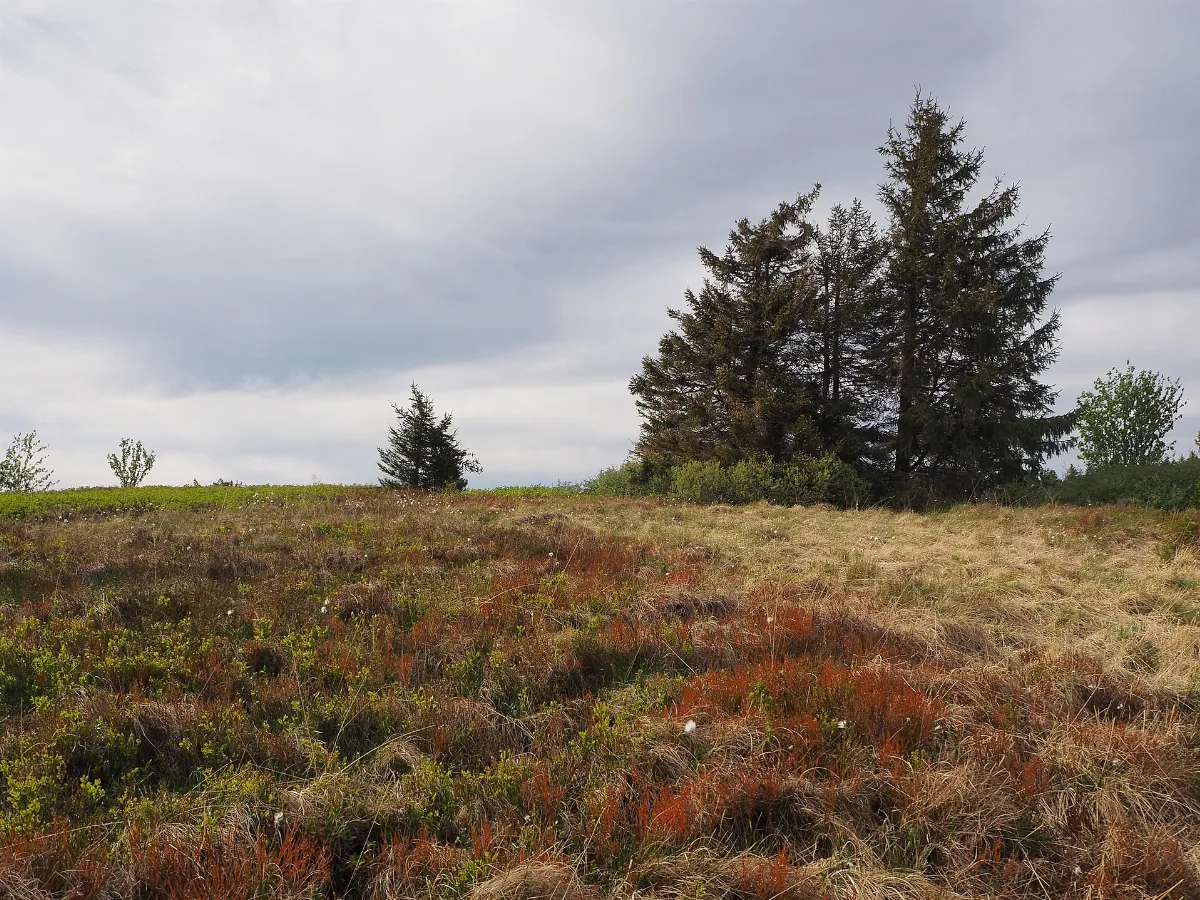Hochmoor Kandel