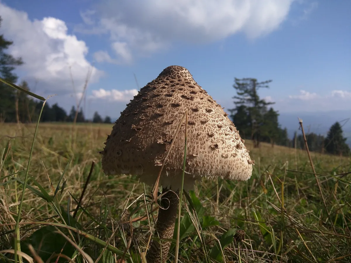 Gmeiner-Riesen-Schirmpilz-auf-dem-Kandel