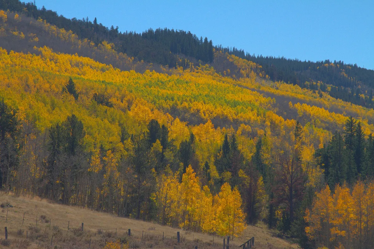 Fall colors 2010-09-26 (5095872056)