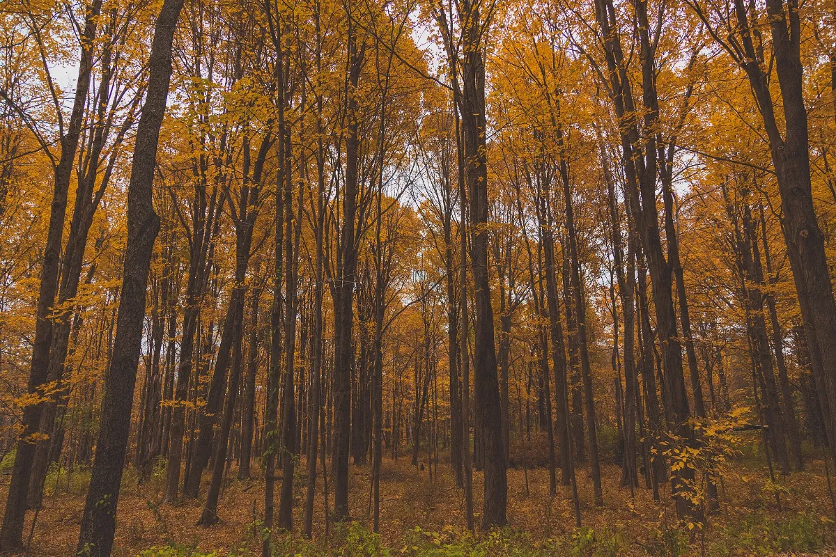 South Undermountain Road Forest (29870340573)