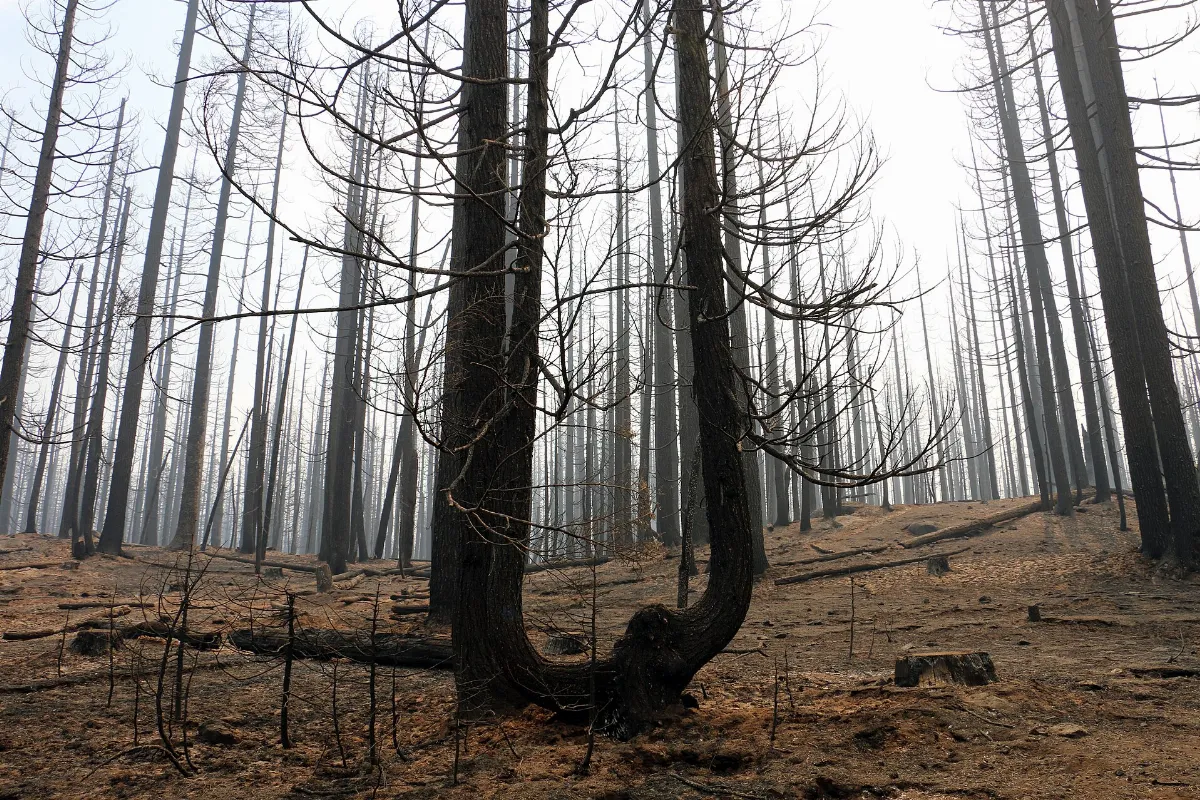 Damage from Milli Fire on OR 242 (36882749932)
