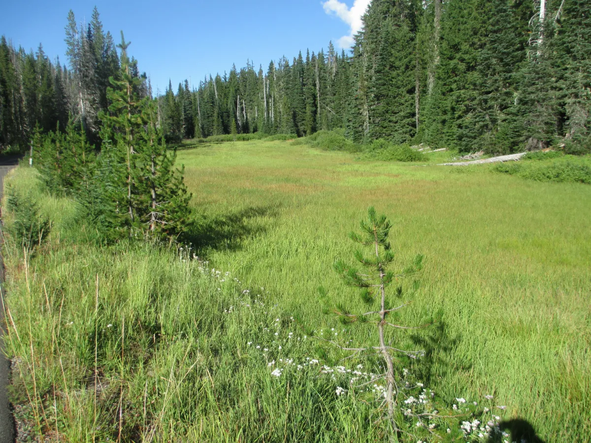 Medow along Old McKenzie Pass Highway (7967039052)