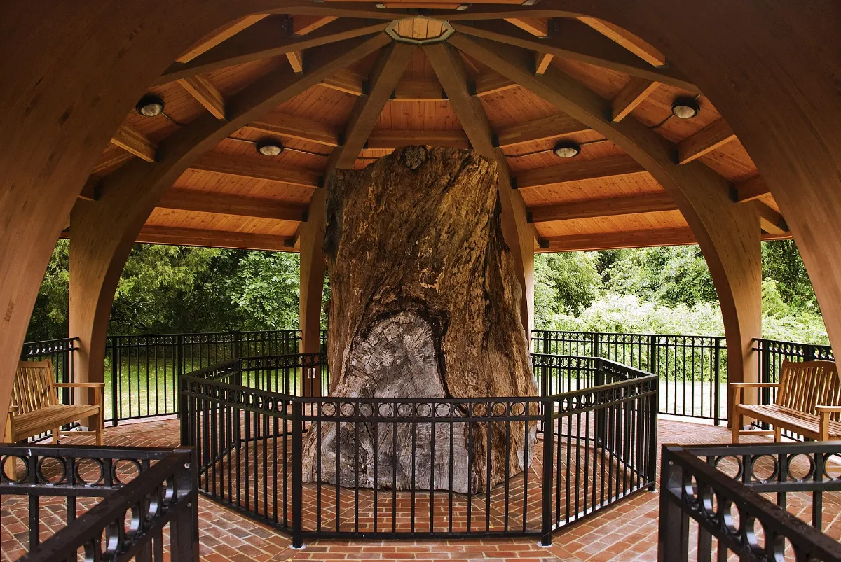 Wye Oak Memorial (3777438623)
