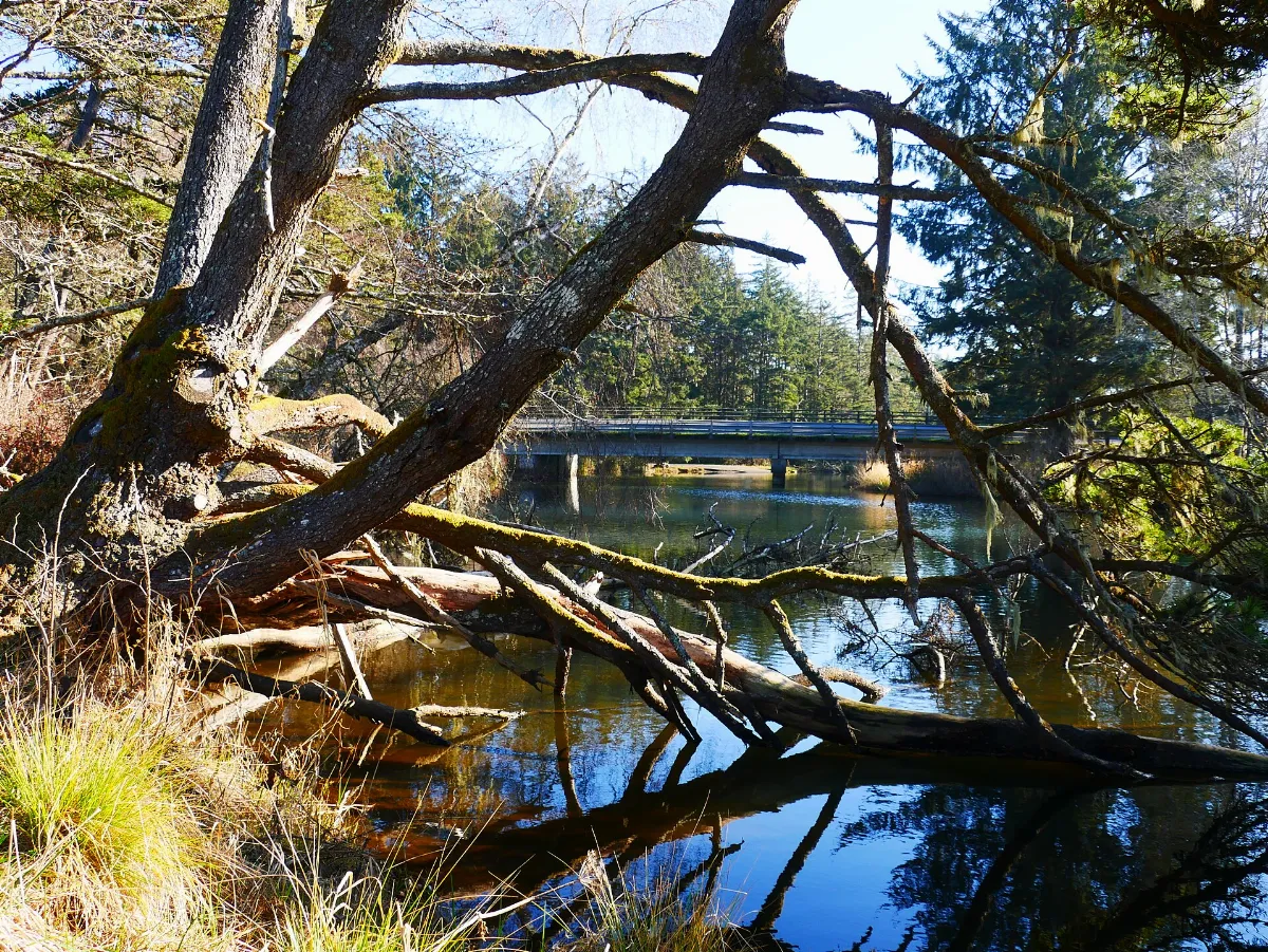 Highway 101 Bridge Over Beaver Creek on the Central Oregon Coast (54295701826)