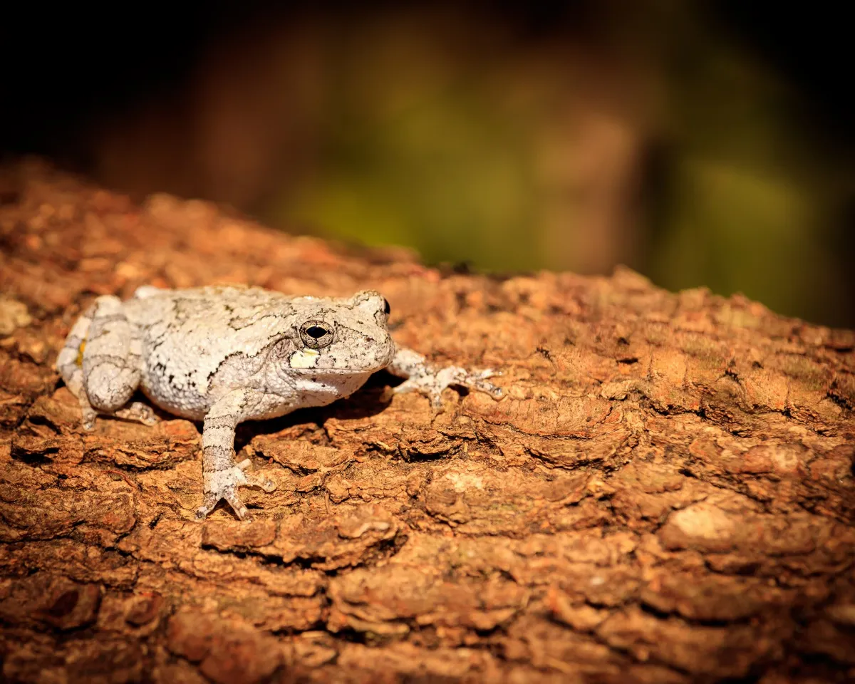 Hyla chrysoscelis 161253338