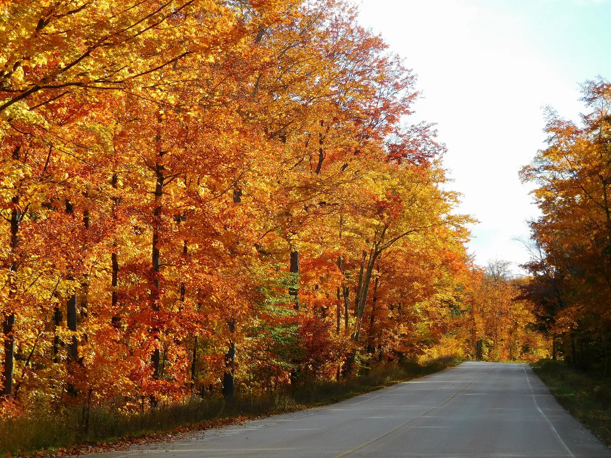 Glorious Oranges, Yellows, and Reds of the H-58 Roadside Trees