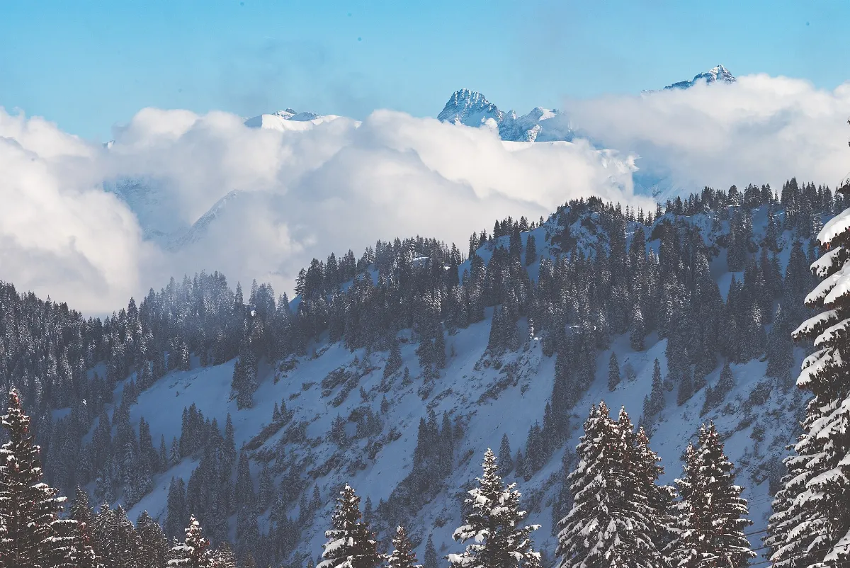 Wintry forest in the mountains (Unsplash)