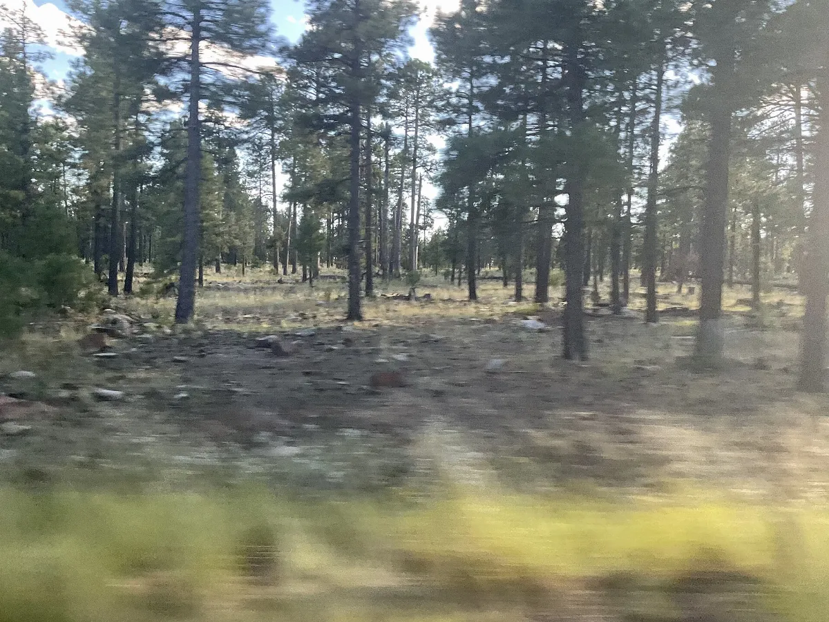 Payson forest afternoon