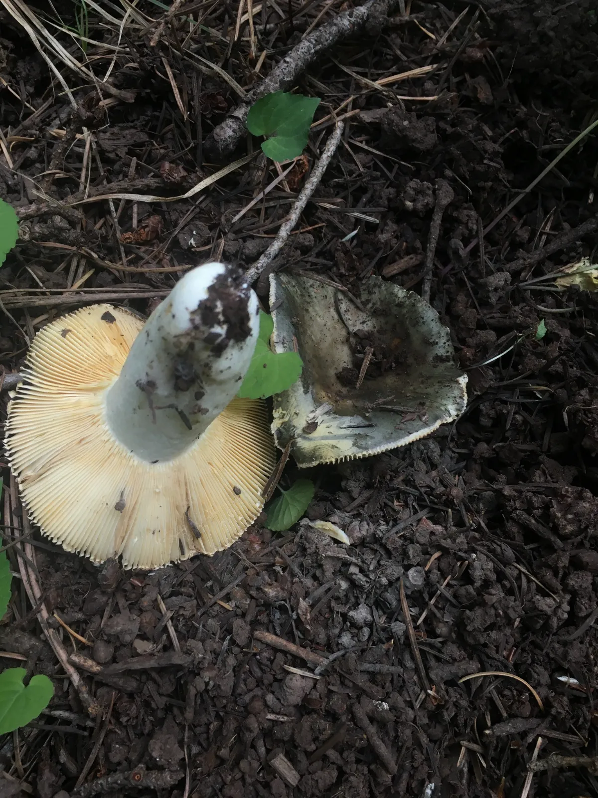 Russula atroglauca from iNaturalist photo 214781859