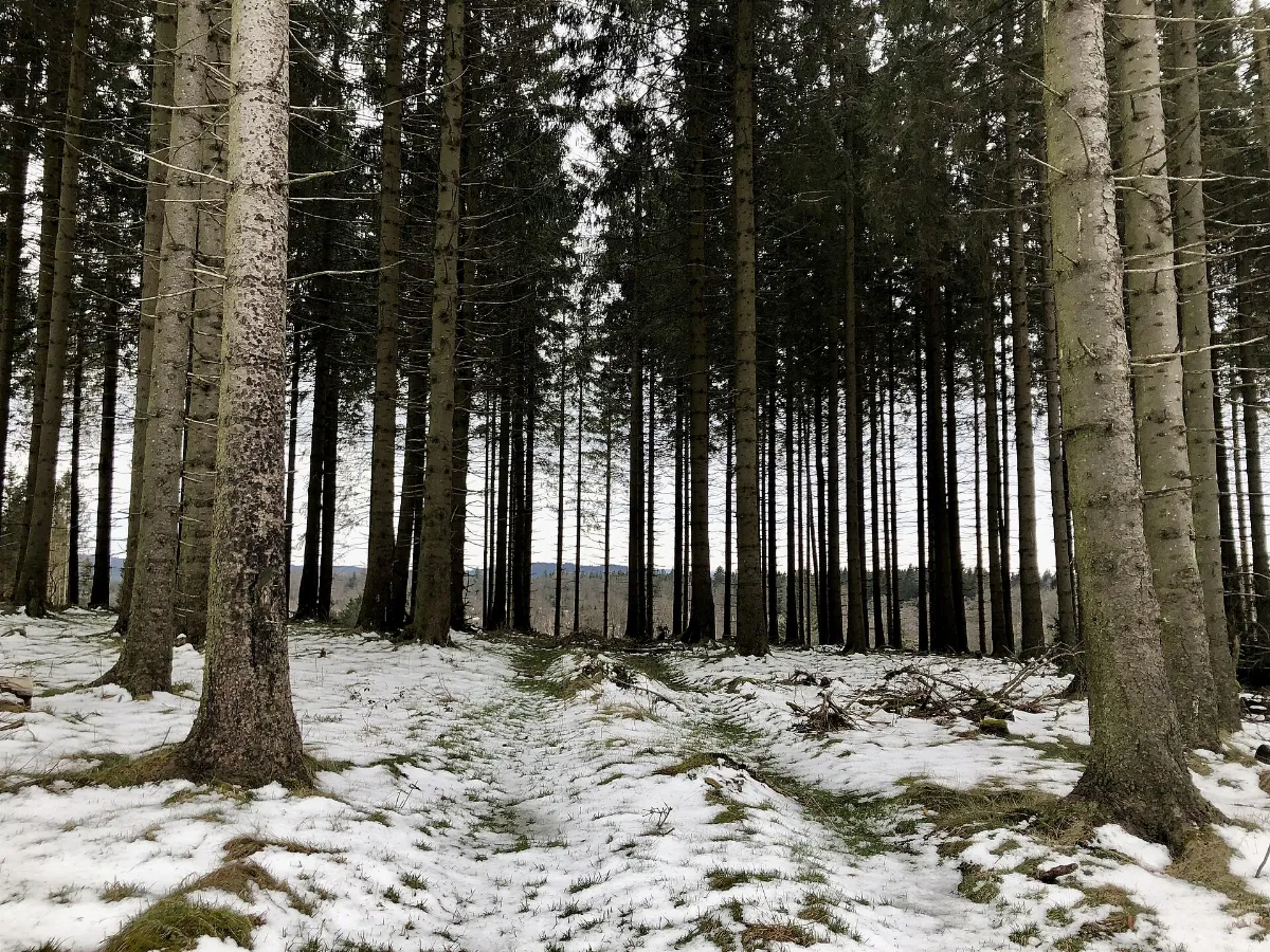 Grenzweg Wittgensteiner Land-photo-2