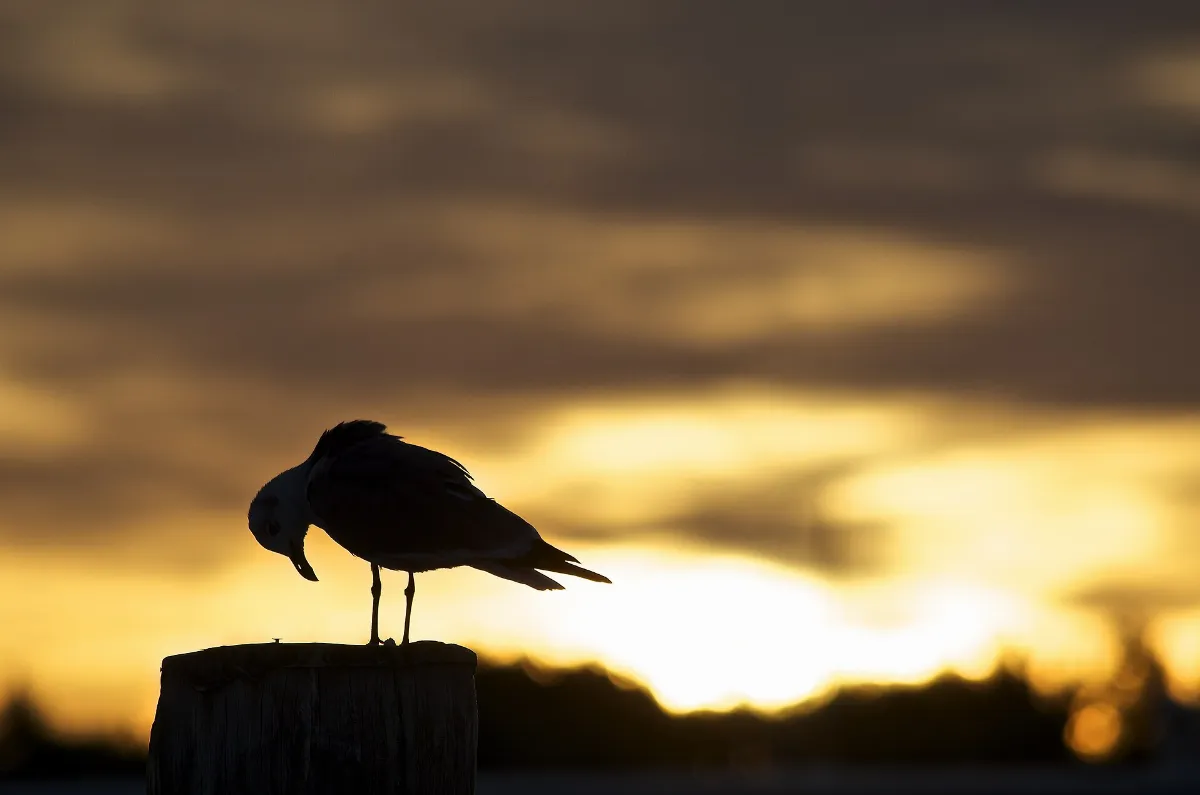 Morning Prayer at Tilghman Island Narrows