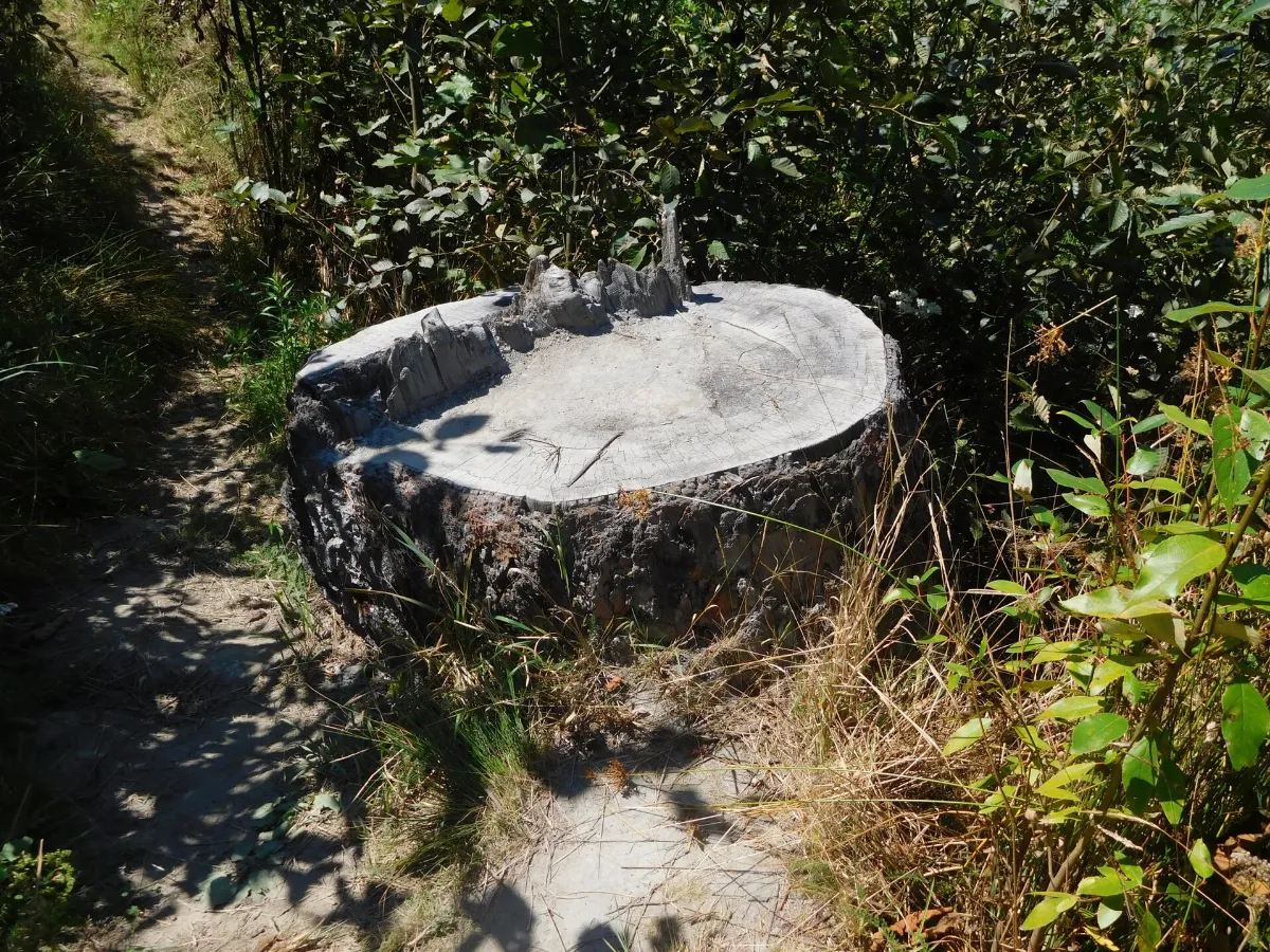 Stump near former Elwa Reservoir (29515418773)