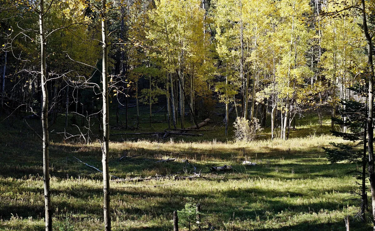 Lincoln National Forest 8 (2)