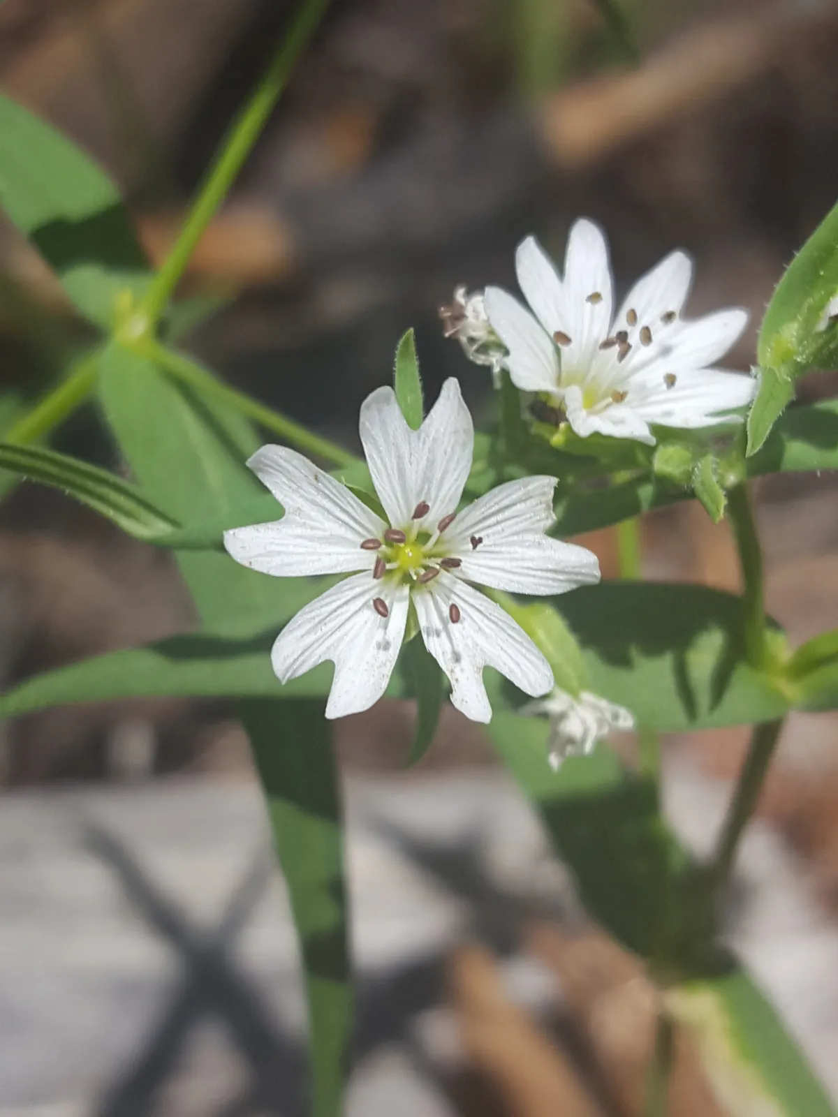 Pseudostellaria jamesiana 18699900