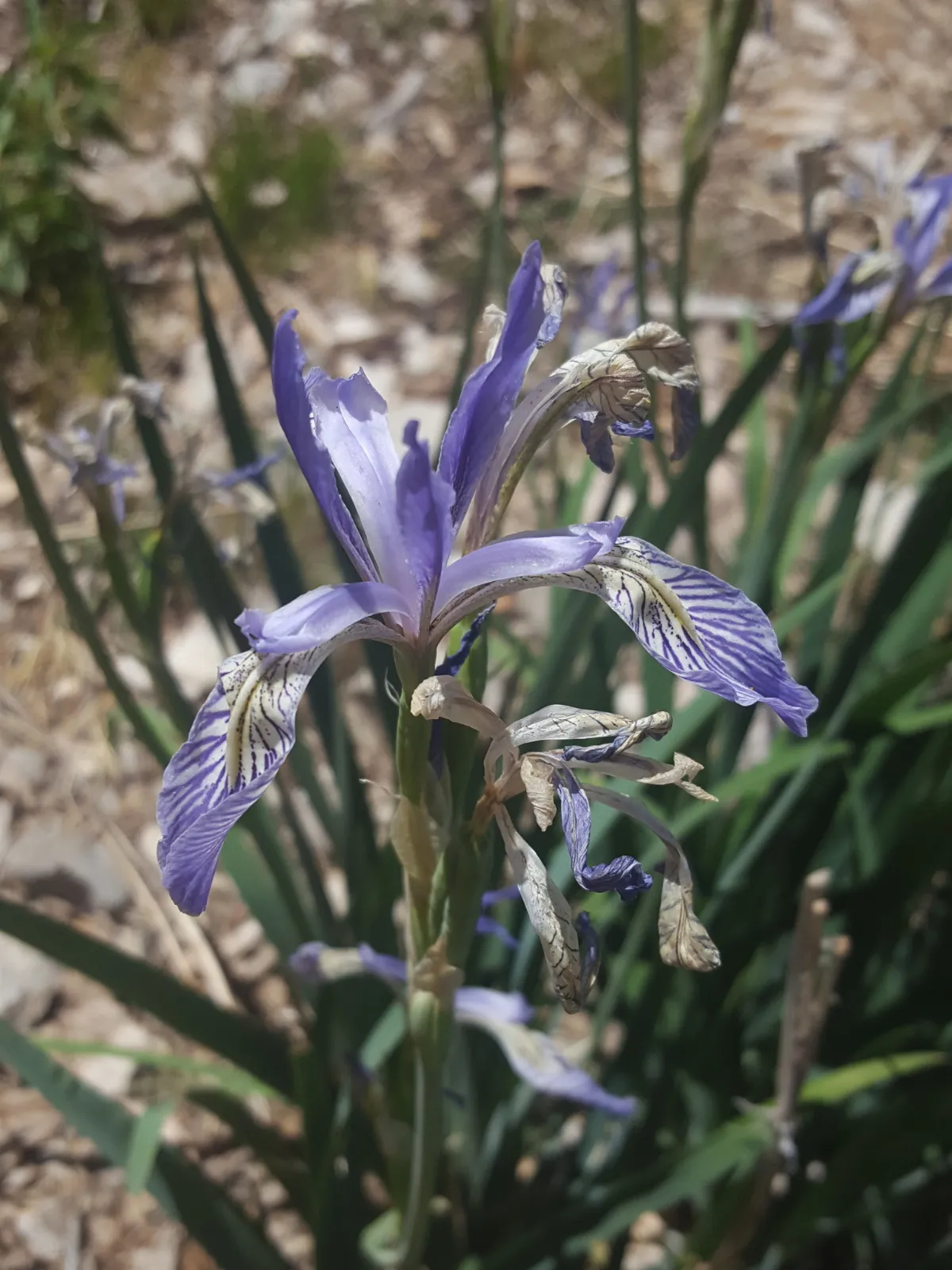Iris missouriensis 18700008