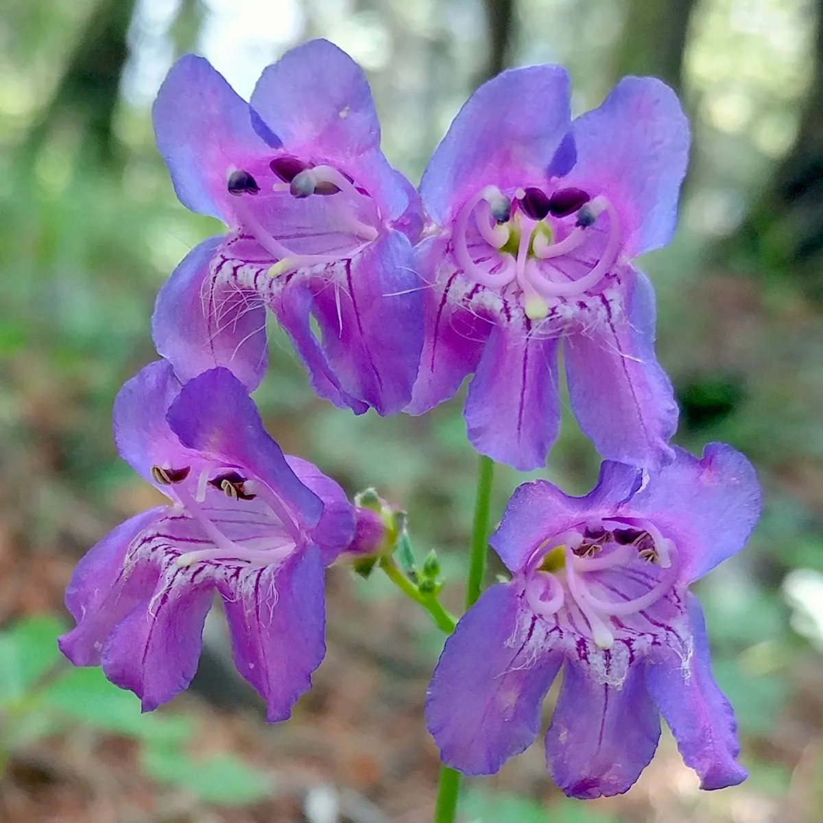 Penstemon neomexicanus - Casey H. Richart 01