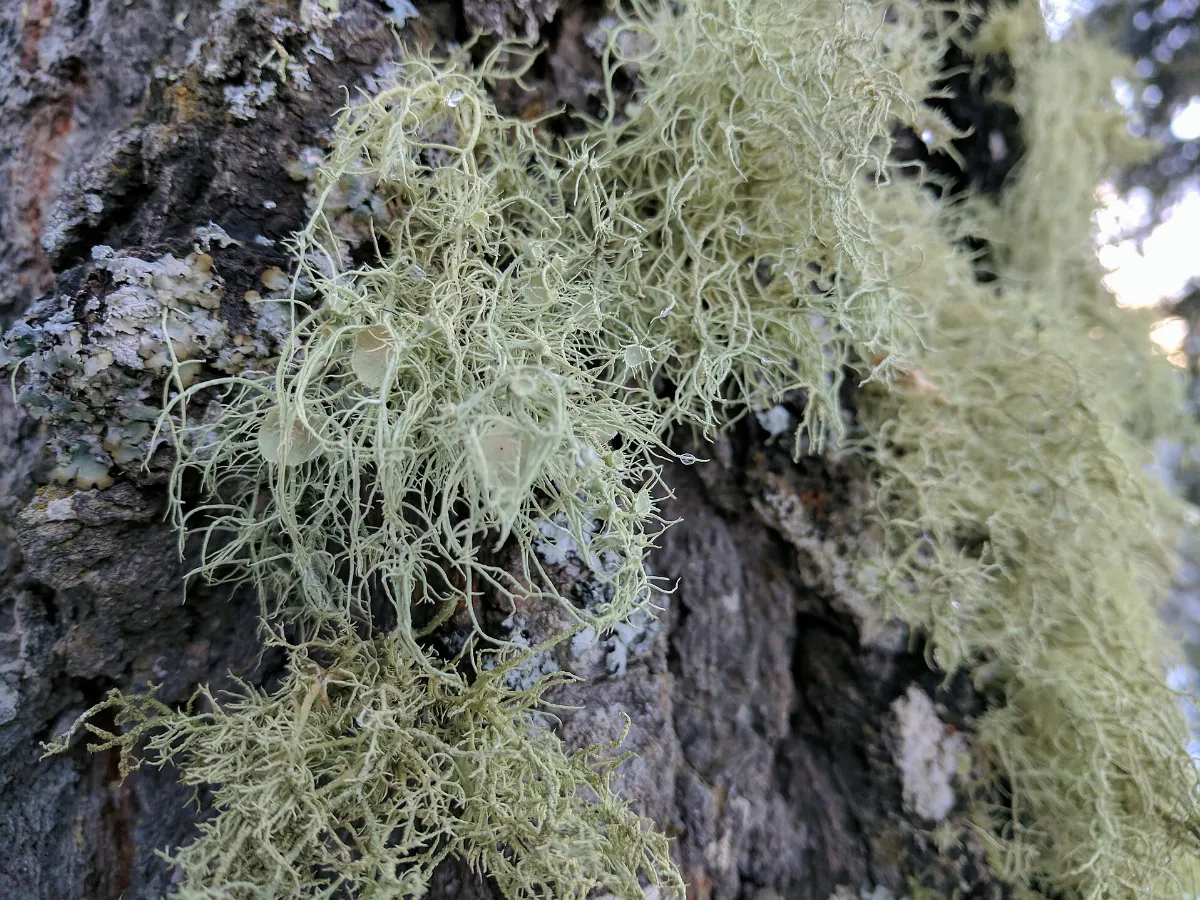 Lichen on a tree in Cloudcroft